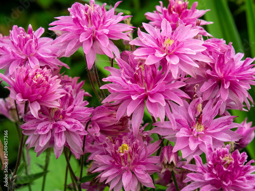 Close-up of vibrant pink double columbine flowers,  Aquilegia vulgaris blooming in a lush garden. Delicate layered petals create a soft, romantic texture