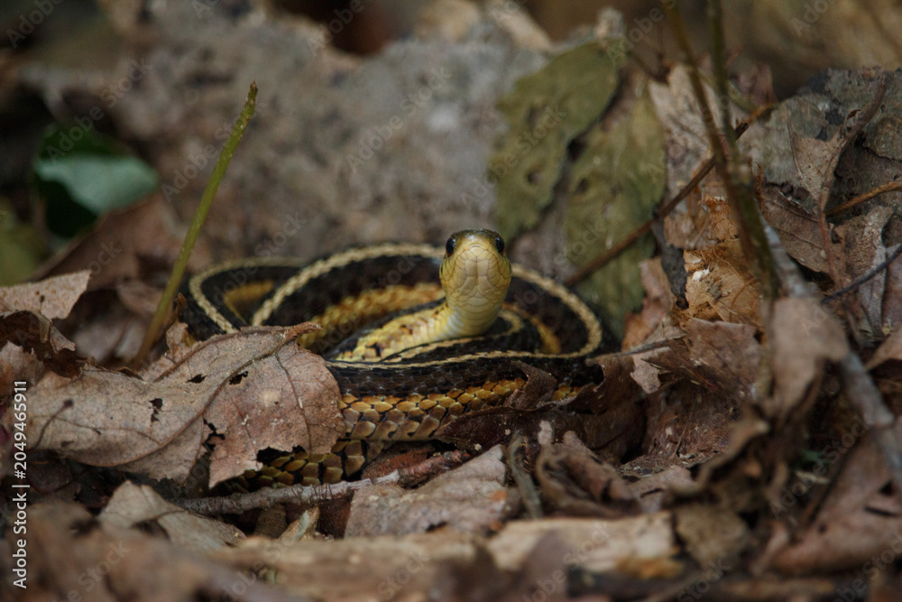 Fototapeta premium Tiny Garter Snake On Leaves Looking At Camera
