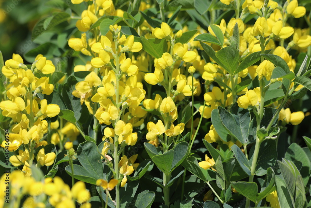 Fototapeta premium Thermopsis montana. Yellow flowers of a false lupin plant.