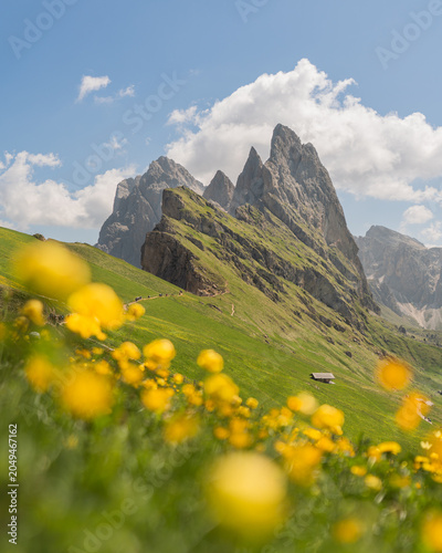 Seceda Ridge and Blooming Alpine Meadow in the Dolomites South Tyrol Italy