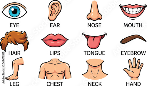 Foto Human Body Parts Diagram Colorful Vector Illustration On White Background