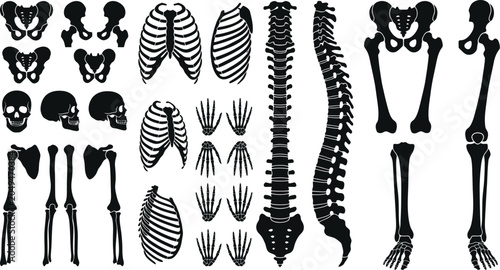 Cuadro en lienzo Human skeletal components illustration on a white background