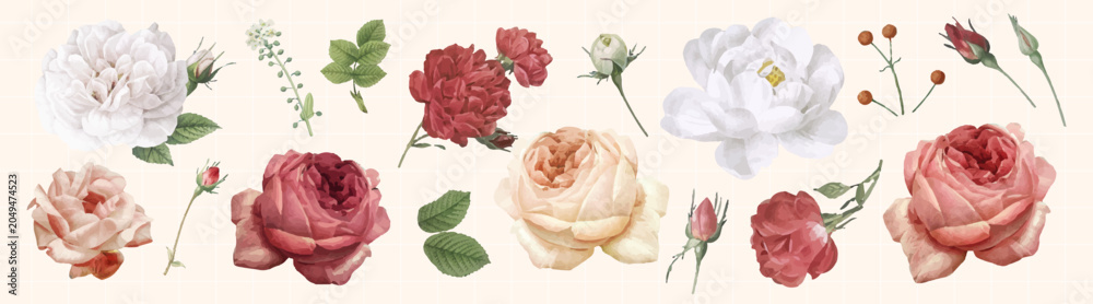 Fototapeta premium Vector of various roses and leaves in shades of red, pink, and white.