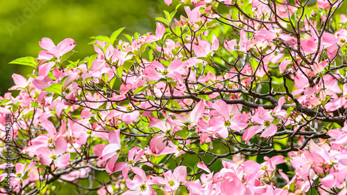 ピンクのハナミズキの花