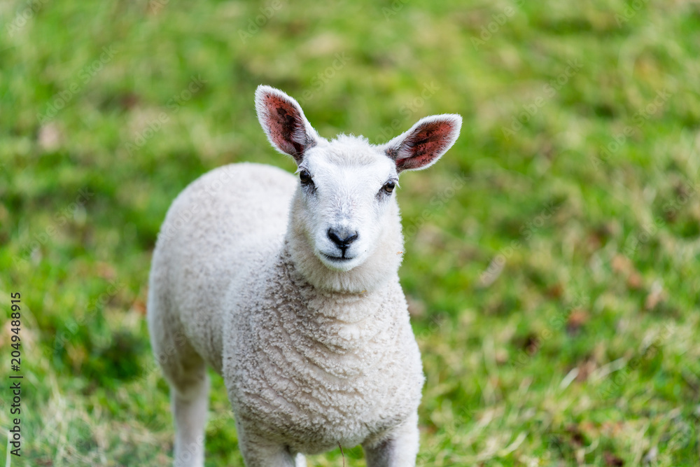 Obraz premium closeup of sheep on grass