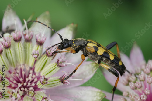 Bild auf Leinwand Closeup on a spotted longhorn beetle, Rutpela maculata feeding on a great master