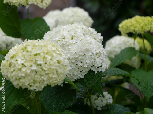 雨に濡れた白い紫陽花「アナベル」