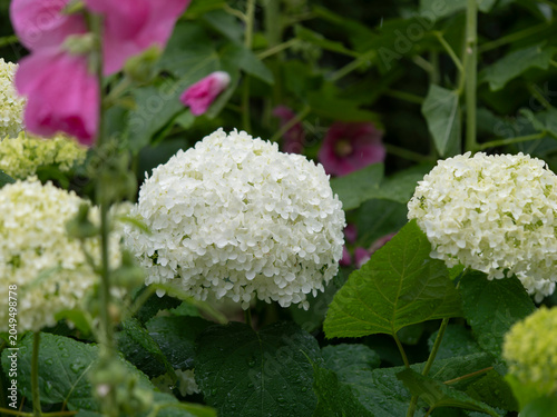 雨に濡れた白い紫陽花「アナベル」