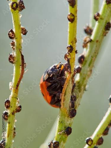 Ladybug Coccinella septempunctata eating aphids