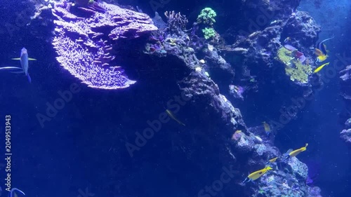 Pesci di mare sott'acqua