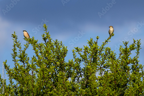 Cuadro en lienzo Red-backed shrike male and female perched on spring shrub