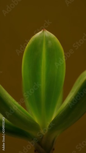 Close up of backlit green plant leaf with glowing veins on dark background.
