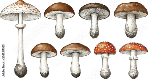 Obraz na płótnie Detailed Watercolor Style Mushroom Vector Collection Featuring Edorable Porcini