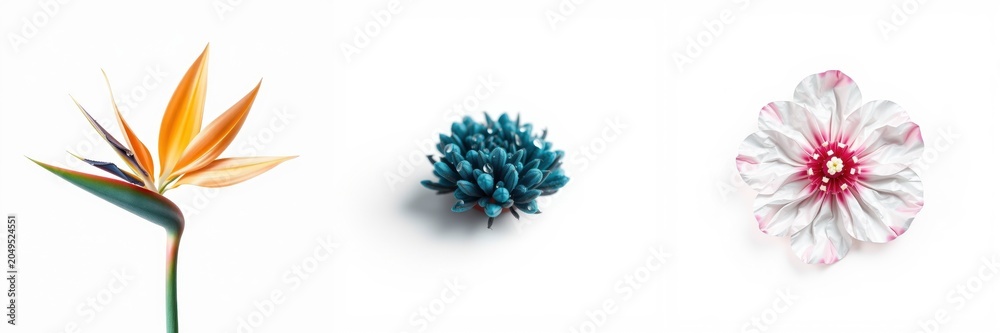 Obraz premium Floral arrangement displays bird of paradise, blue thistle, cosmos. Minimalist composition, soft lighting, white background. Delicate beauty.