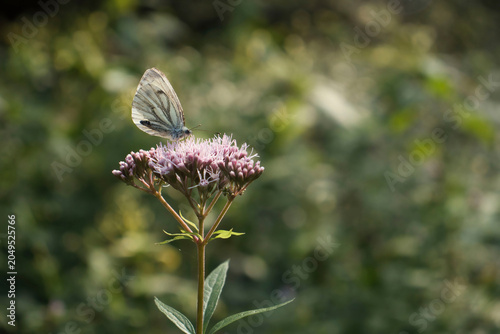 Photography Butterfly on flower in Germany forest