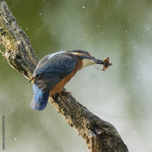 Kingfisher (Alcedo atthis) sitting on an old branch, perch, with tadpole prey in its beak, Lower Saxony, Germany