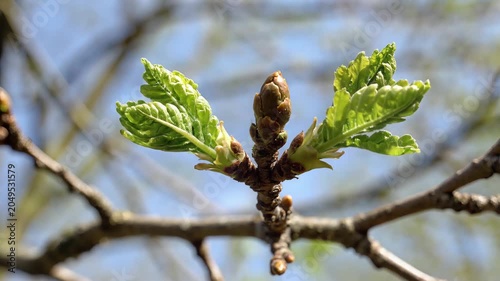 New green leaves on a tree branch.
