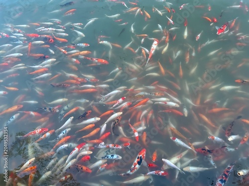 Принти на полотні A Shimmering School of Koi Carp: A vibrant and dense school of colorful koi carp swims in unison within clear water, their scales reflecting light in a mesmerizing display of aquatic life