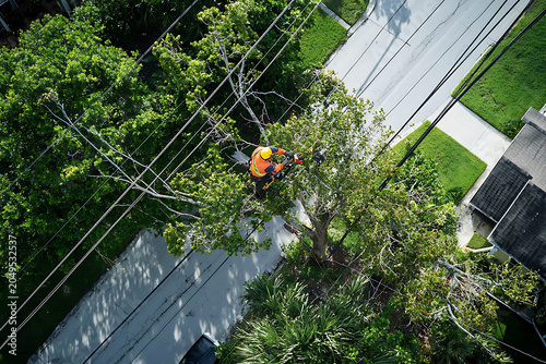 Arborist working high in tree trimming branches near overhead power lines safely.