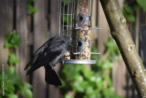 A western jackdaw bird, Coloeus monedula, hanging on to a metal feeder with three types of food, trying to get some seeds out of it. Photo with shallow focus. 