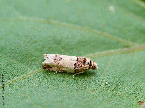 Epinotia thapsiana moth camouflaged on a plant leaf as if it were bird droppings