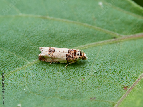 Epinotia thapsiana moth camouflaged on a plant leaf as if it were bird droppings