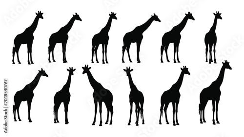 Bild auf Leinwand Collection of giraffe silhouettes in various poses against a white background si