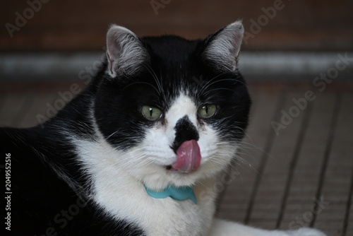 Black and white cat licking its nose in a close-up portrait