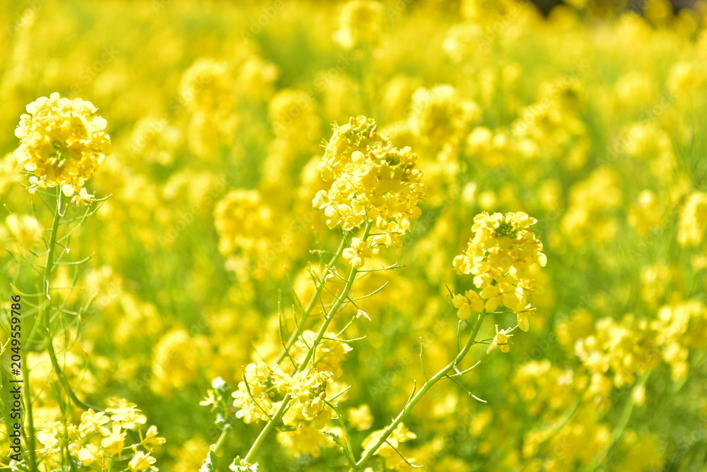 Fototapeta premium 菜の花