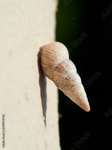 Cochlicella acuta, commonly known as the pointed snail or vineyard snail
