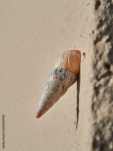 Cochlicella acuta, commonly known as the pointed snail or vineyard snail