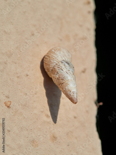 Cochlicella acuta, commonly known as the pointed snail or vineyard snail