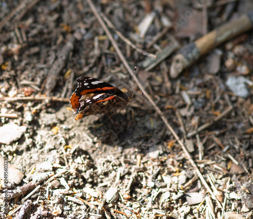 Butterfly54. Butterfly, Red Admiral, Vanessa Atalanta, UK.