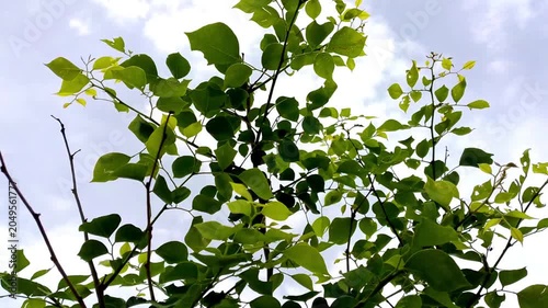 Fresh Green Leaves Against Cloudy Sky – Nature’s Tranquil Beauty
