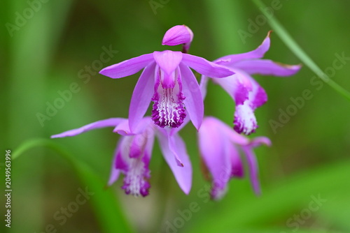 紫蘭の花