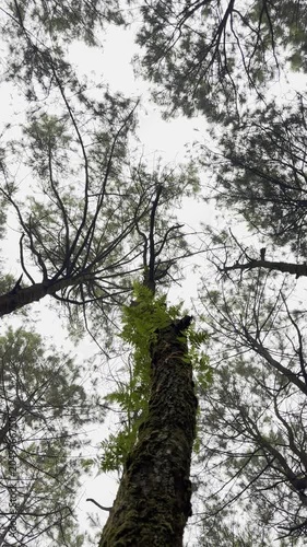 Low Angle POV Looking Up a Pine Tree Trunk with Climbing Green Ferns