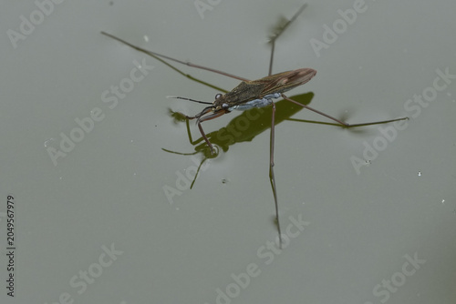 Obraz na plátne Closeup on an adult imago of the common pond skater or water strider, Gerris lac