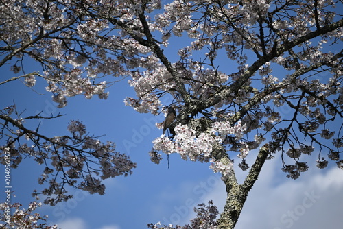 Wild bird perched among cherry blossoms against blue sky