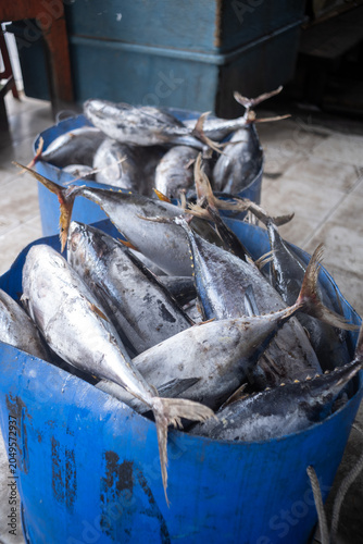Freshly caught yellowfin tuna piled up in large blue plastic tubs at a fish market in Indonesia.