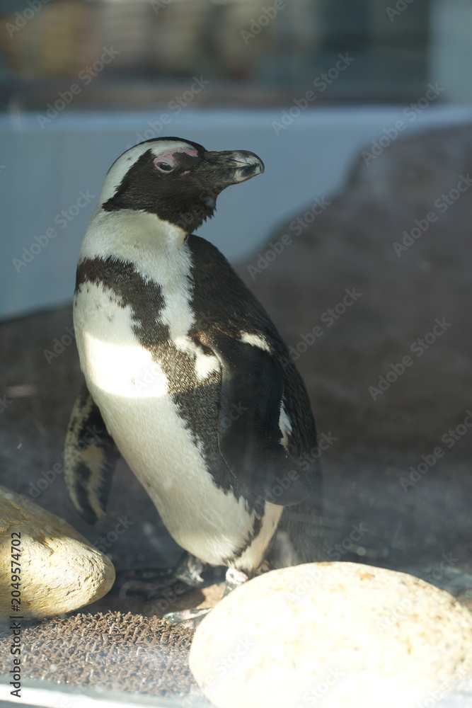 Fototapeta premium penguin on the rocks