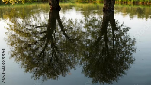 The video features a tranquil scene of two large trees reflected in a calm body of water, likely a pond or lake