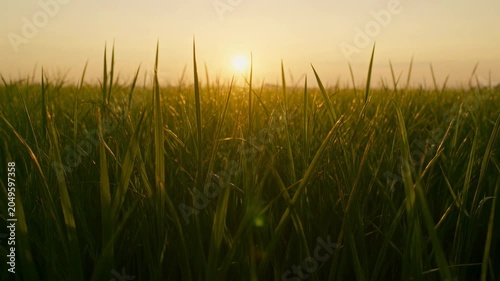 The sequence of images captures a serene scene of a grassy field during sunset. In each frame, the sun is low on the horizon, casting a warm, golden light over the tall blades of grass
