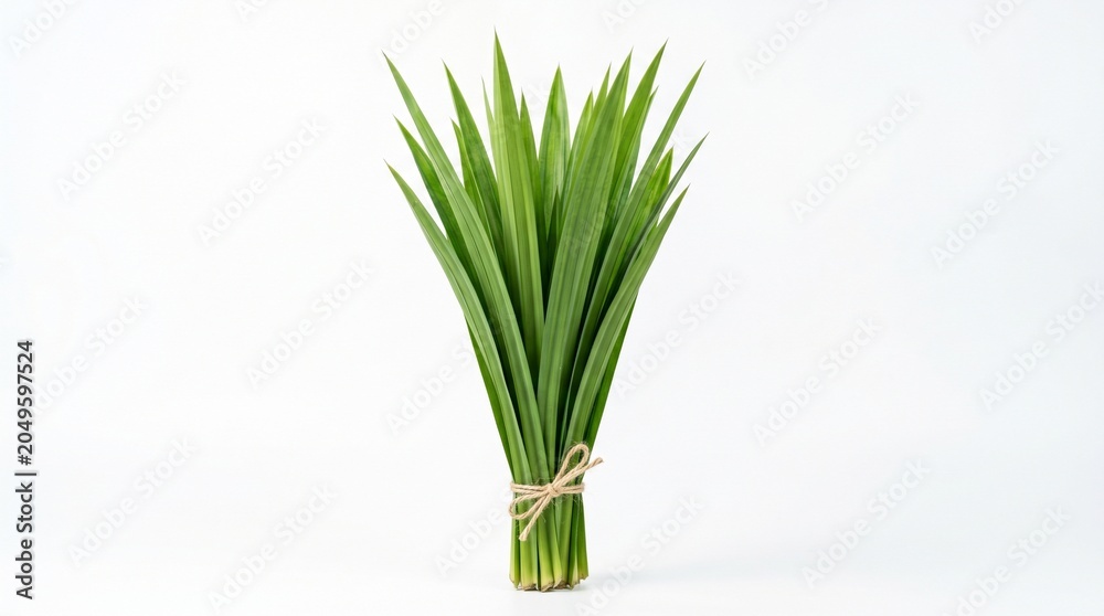 Obraz premium Fresh green pandan leaves bouquet tied with twine isolated on white background