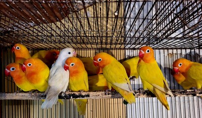 Beautiful lutino love birds inside cage