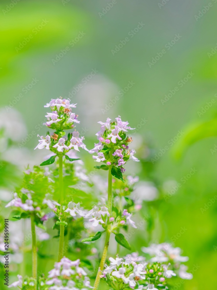 Fototapeta premium 初夏の花壇を彩るコモンタイムのある風景。ハーブのある庭。自然風景素材。縦構図