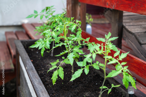 Young green tomato plants in wooden raised garden bed in front of a patio.