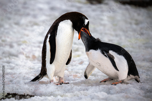 Foto Gentoo penguin feeds its young amid the icy rocks of an Antarctic shoreline