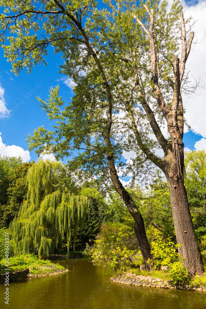 Fototapeta premium Scenic Landscape of a Lush Green Park with a Tranquil Pond and Weeping Willow Tree under a Bright Blue Summer Sky 