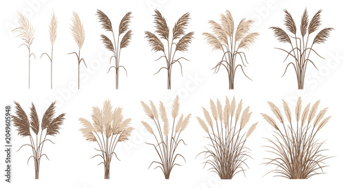 Collection of various pampas grass stalks and bunches in neutral tones, perfect for botanical design and home decor illustrations.