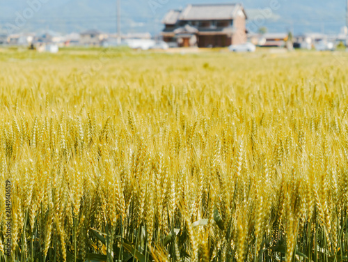 Barley Field in a Peaceful Rural Landscape with Mountains in Early Summer